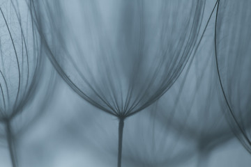 Dandelion abstract background. Shallow depth of field. Spring background