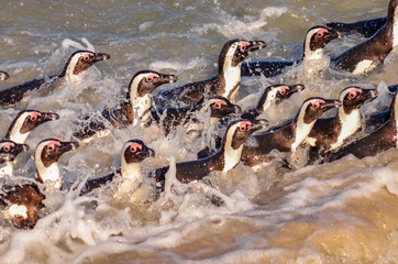 Penguins rushing to the beach