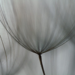 Dandelion abstract background. Shallow depth of field. Spring background