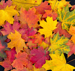 Naklejka na ściany i meble Colorful autumn leaves background. Bright maple leaves