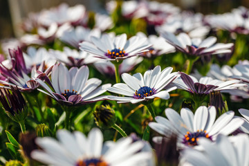 A clump of hardy African daisy, Osteospermum plants