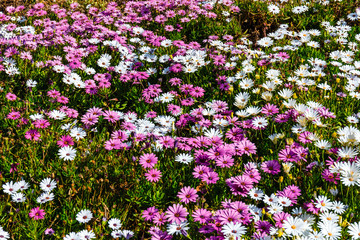 field of beautiful African daisy, natural background