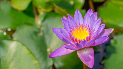 purple waterlily flower with green leaves as the background