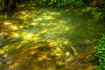 Beautiful lake in the forest with clean water full of fish. The Krka National Park in Croatia, Europe.