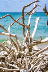 Dried branches on the Cocoa beach martinique.