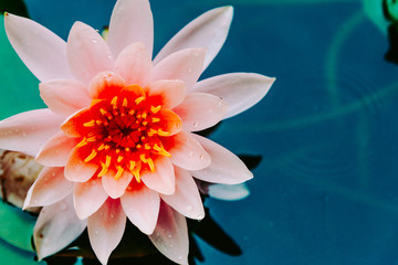 beautiful lotus flower is complimented by the rich colors of the deep blue water surface.Nature...