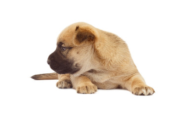 small baby dog or puppy isolated on white background