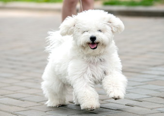 bichon frise puppy
