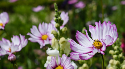 Unfolding of the Cosmos