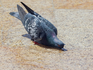 Pigeon in the water in a fountain