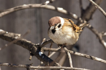 A sparrow on a bare branch of a tree