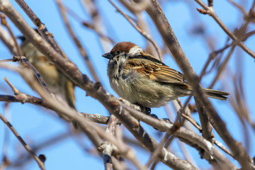 A sparrow on a bare branch of a tree
