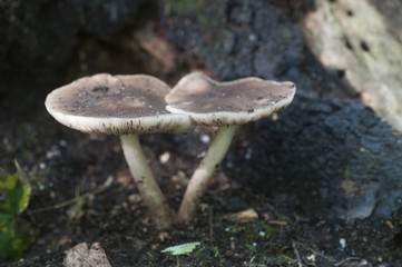 Deer Mushroom (Pluteus cervinus)