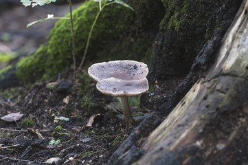 Deer Mushroom (Pluteus cervinus)