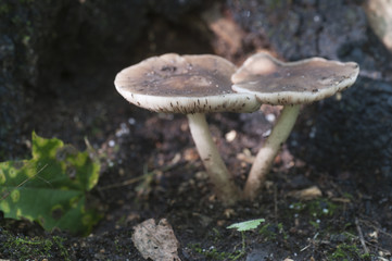 Deer Mushroom (Pluteus cervinus)