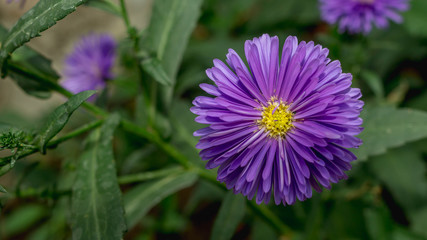 beautiful purple flower
