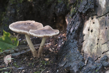 Deer Mushroom (Pluteus cervinus)