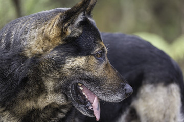 Animal Portrait - German Shepherd 