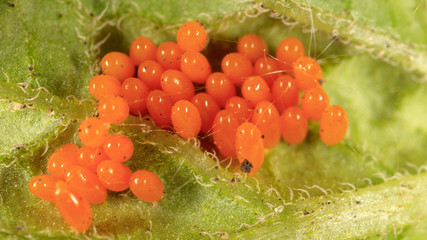 Eggs of the Colorado beetle on the leaves of potatoes