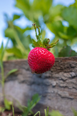 Red ripe strawberry in the garden