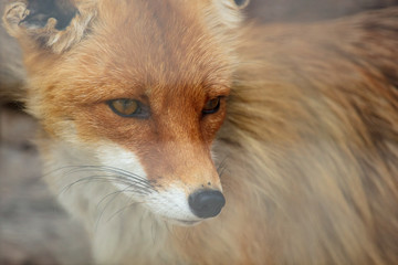 Fox on the fence in the zoo