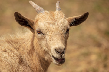 Portrait of a ram in a pasture