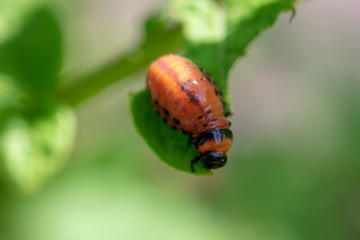 Red colorado beetle on the leaves of potatoes
