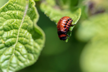 Red colorado beetle on the leaves of potatoes