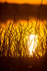 Obraz premium Reeds on the lake at sunset as a background