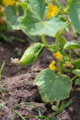 Cucumbers on a bush in the garden