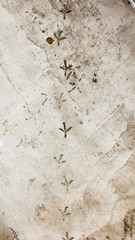 Footprints of a bird on cement as a background