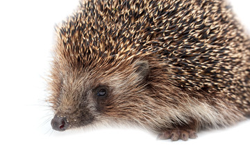 Portrait of a hedgehog on a white background