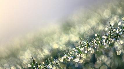 Blades of grass drip dew on a cold morning.
