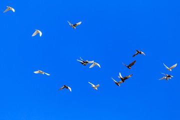 A flock of pigeons in flight against the blue sky