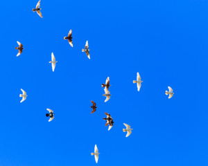 A flock of pigeons in flight against the blue sky
