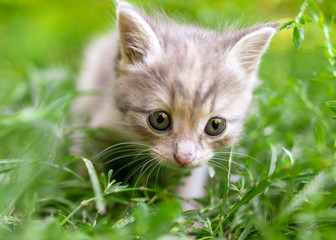 Portrait of a kitten in green grass