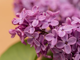Flowers on a branch of lilac in nature
