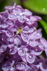 Dew drops on the flowers of lilac