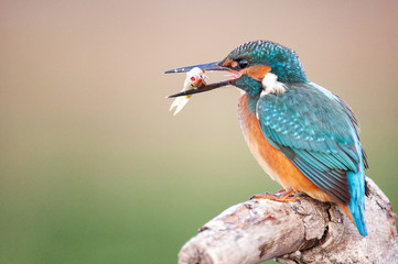 Common Kingfisher (Alcedo atthis) sitting on a stick with prey in beak