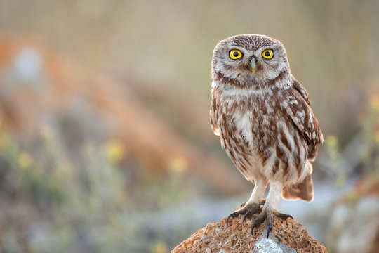 Cute bird - little owl (Athene noctua) standing on a rock on a colorful background