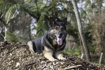Animal Portrait - German Shepherd 