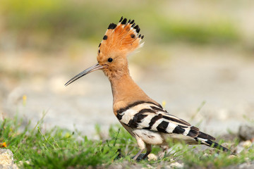 The hoopoe (Upupa epops) stands on the ground © Tatiana
