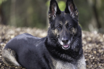 Animal Portrait - German Shepherd 
