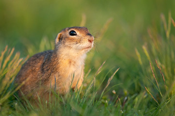 Naklejka na ściany i meble Ground squirrel (Spermophilus pygmaeus) standing in the grass