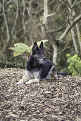 Animal Portrait - German Shepherd 