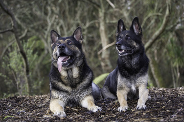 Two German Shepherds