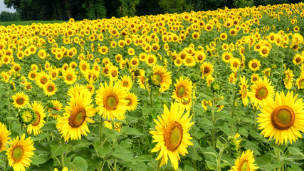 Sunflowers field, summer landscape