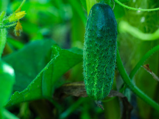  Young fresh cucumber  in open ground. Cucumber plants, young fresh Cucumber organic vegetable.