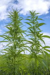 fields of industrial hemp in Estonia