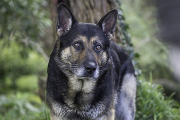 Animal Portrait - German Shepherd 